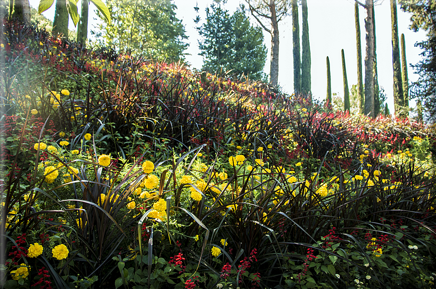 foto Giardini Trauttmansdorff - Boschi del Mondo